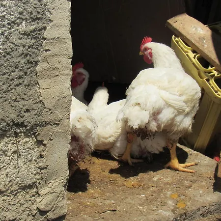 Nyaraló Il Libeccio *