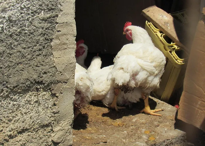 Дом отдыха Il Libeccio *