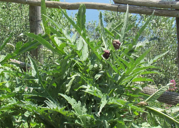 Il Libeccio Позитано